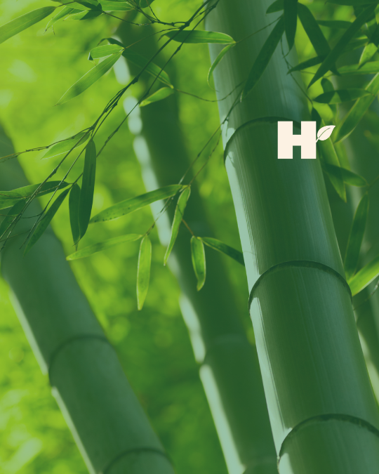 Bamboo forest