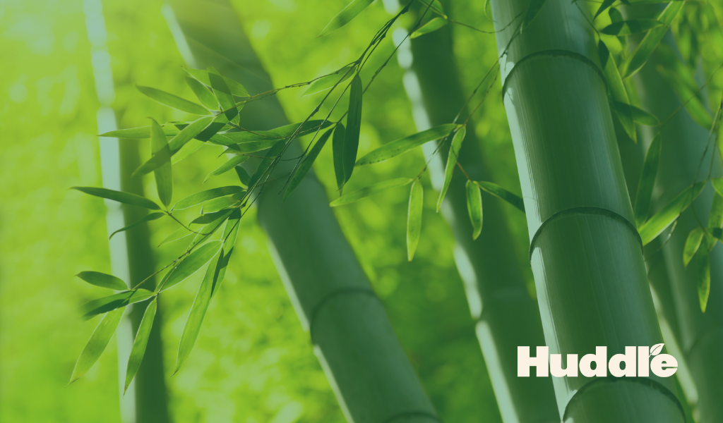 Bamboo forest bamboo for corporate events sustainable events