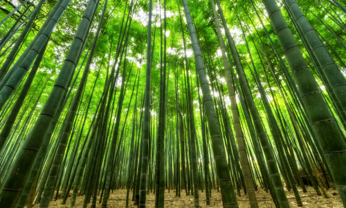 Bamboo Tree Forest on a Sunny Day