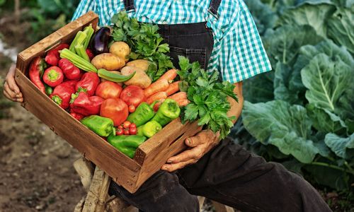 Farmer Picking Vegetables