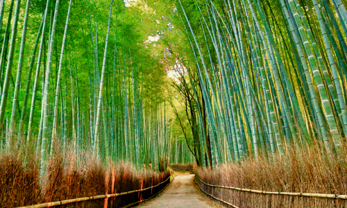 Bamboo Forest